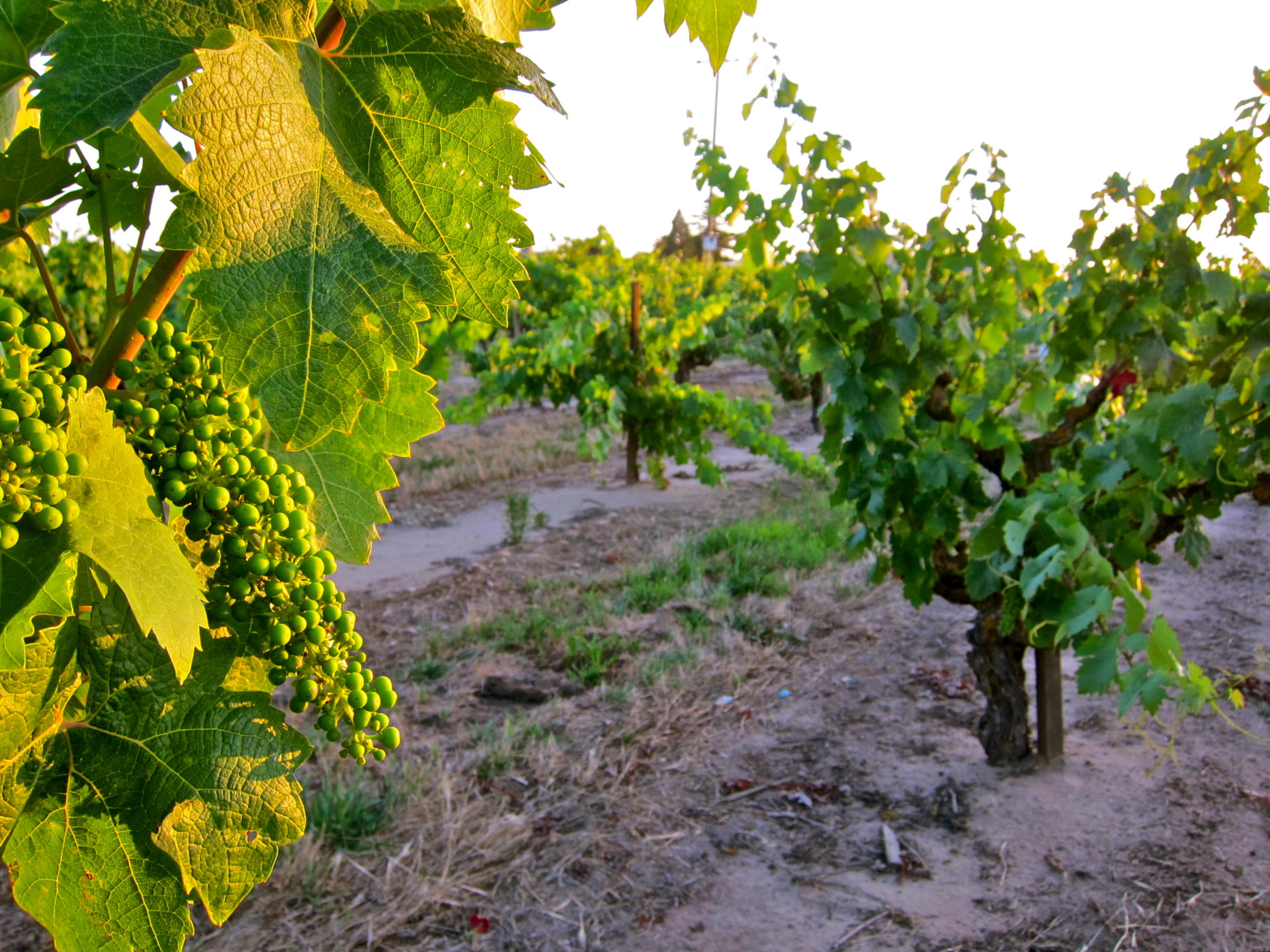 Update on 2011 Lodi wine crop