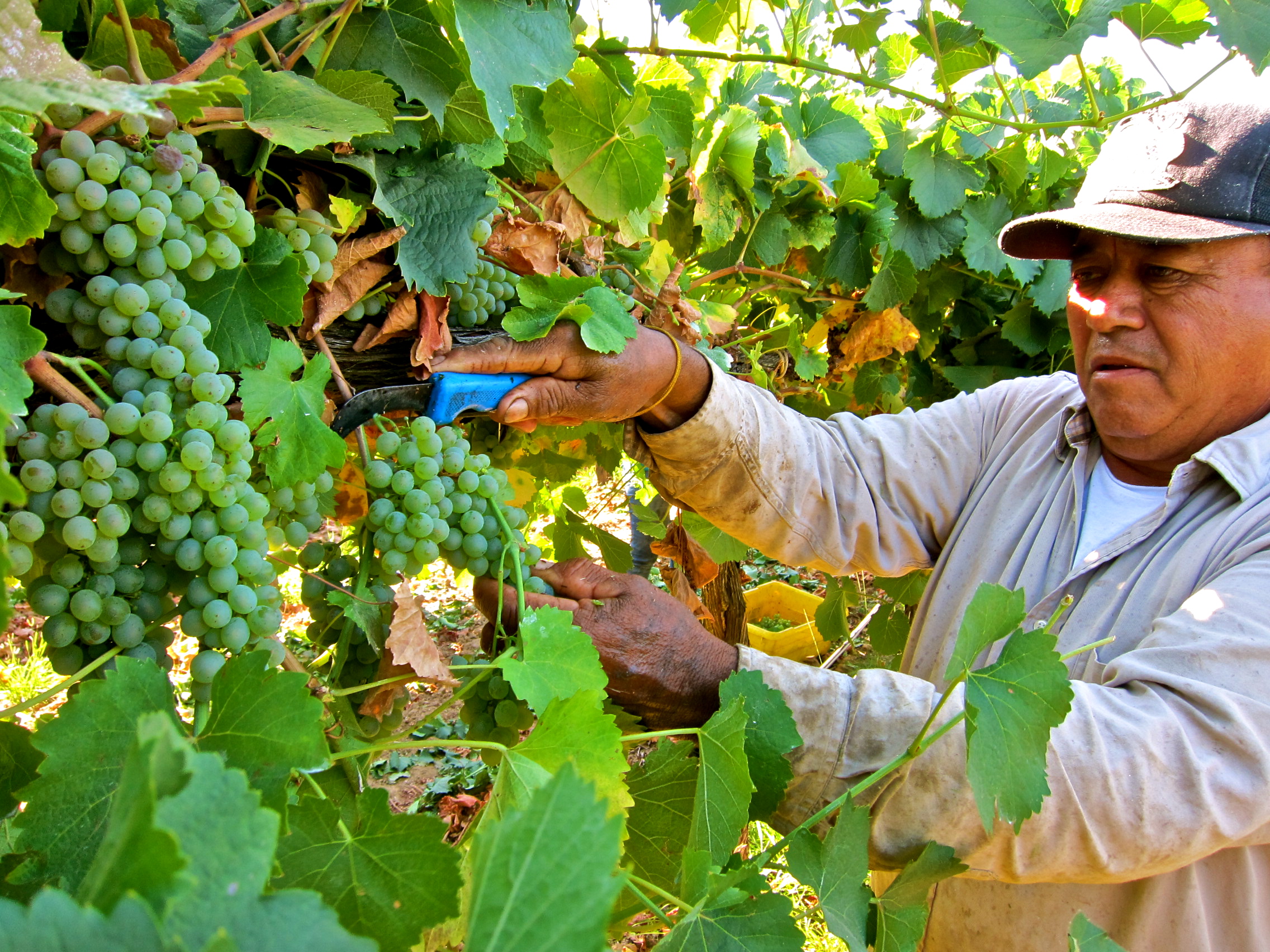 Test your Lodi white wine grape knowledge (part 1)