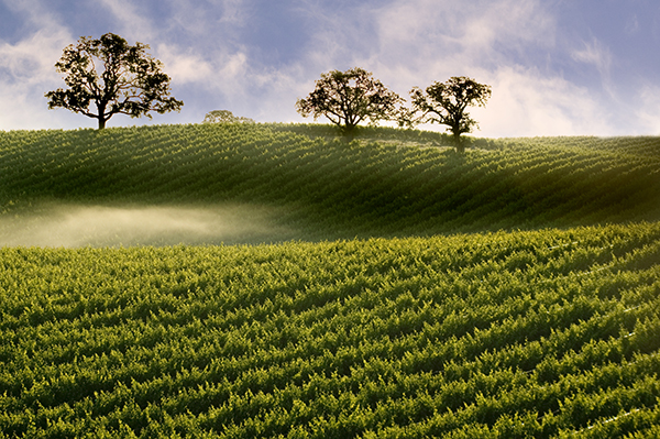 Lodi California vineyard landscape with sustainable wine grape growing rows and oak trees