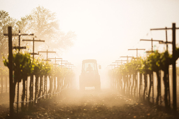 Lodi vineyard sunrise golden hour optimal timing wine tasting visit