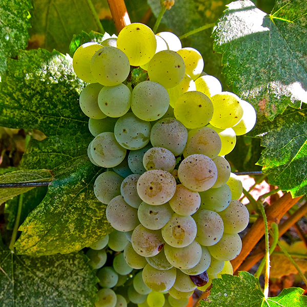Albariño grapes Lodi wine country summer white wine variety