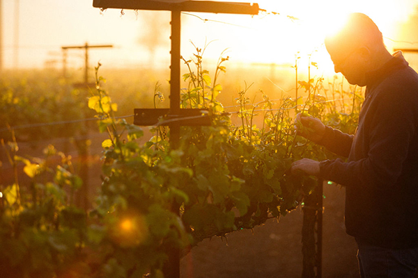 Lodi vineyard golden hour Delta Breeze evening wine country worker sunset